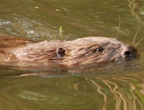 Duurzaamheidsstrategie Biesbosch